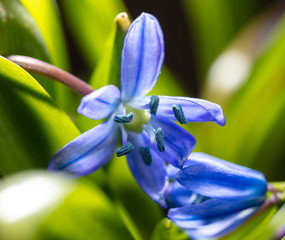 Blue flower on the nature in spring.