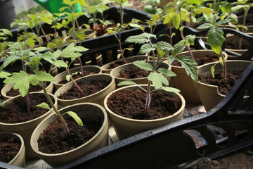 Tomatoes seedlings growing in pots before planting in the ground. Young tomato plants in pots ready to be planted in greenhouse..