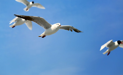 Sea gulls take a close-up photo on the blue sea