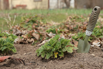 Spring strawberries care: weeding and removing all dead foliage. Spring work in home garden. .