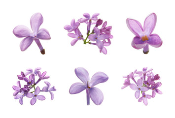 Fototapeta na wymiar Set of beautiful purple lilac flowers on white background