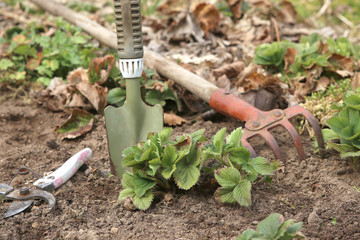 Spring strawberries care: weeding and removing all dead foliage. Spring work in home garden. .