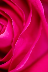 Beautiful pink rose flower as an abstract background