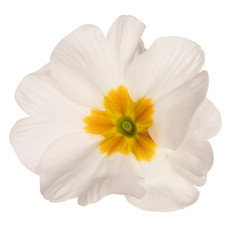Top view single white primrose flower with yellow heart,  isolated on white background