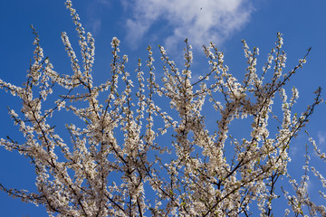 The branches of a blossoming tree. Cherry tree in white flowers. Blurring background.