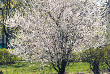 Obraz premium Single blossoming tree in spring. The branches of a blossoming tree. Cherry tree in white flowers.