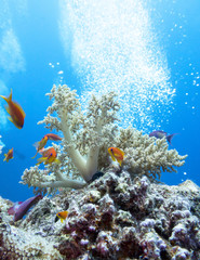 Fototapeta na wymiar Colorful coral reef at the bottom of tropical sea, hard corals and broccoli coral, underwater landscape