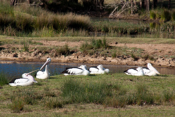 Mogo Australia, flock of australian pelicans resting by lake
