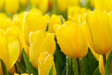 Obraz premium Beautiful yellow tulips with water droplets.for background