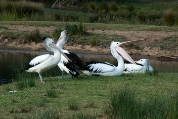 Mogo Australia, flock of australian pelicans resting by lake