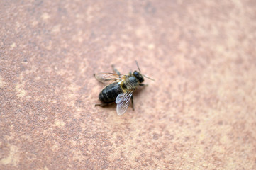 A wild black bee on a pathway in Finestrat-Spain.