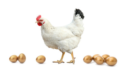 Chicken and golden eggs on white background