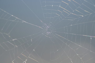 A spider web in front of a gray background.