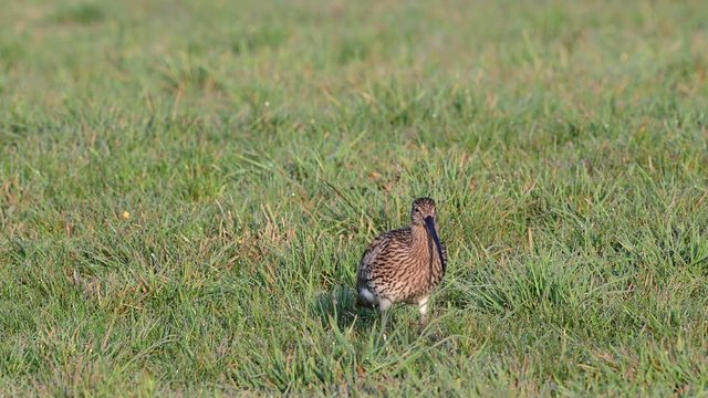 Curlew search feed on the meadow, spring, (numenius arquata), germany
