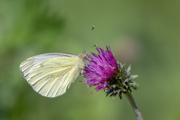 Green-veined white (Pieris napi) feeding nectar from a thistle