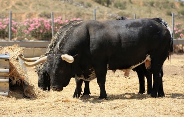 Fototapeta premium Bull in spain in the green field