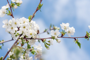 Spring White Flowers Blossom