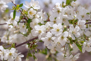 Spring White Flowers Blossom