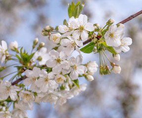 Obraz premium Spring White Flowers Blossom