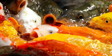 Fototapeta na wymiar Multi-colored carps fish swim on the surface of the water