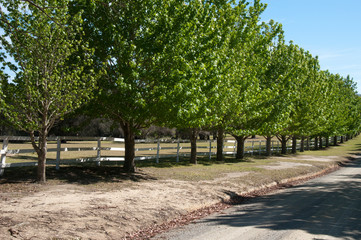 Mogo Australia, row of trees along a dirt road on a sunny spring day