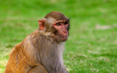 Fototapeta premium Portrait of a monkey in the park