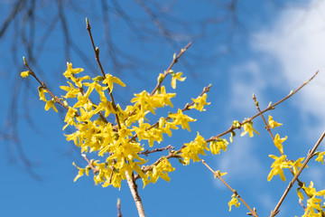 Spring floral Broom Cytisus 'Luna' Plant, beautiful fresh yellow flowers, isolated on blue sky background, selective focus