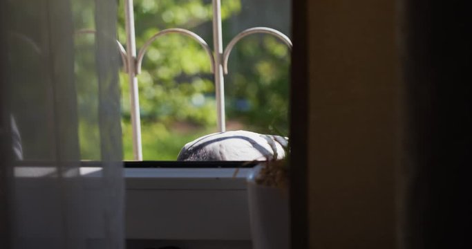 One dove drives away another gray-winged pigeon Look through a window. Orange eyes