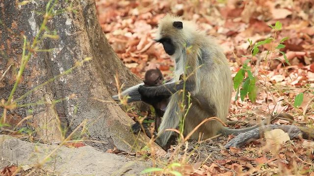 A Langur female sits withs its baby near a Tree in the Jungle as the leaves are scattered around caring for the baby in the Forest of Bandhavgarh in India