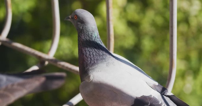 A pigeon, blue-winged dove sits on a window.
