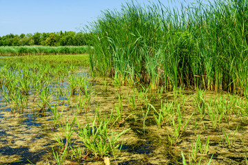 Bulrush plants growing in the small lake