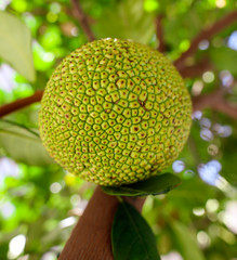 Jack fruit grows on a tree
