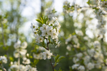 The flowering white blossom of a British pear tree in spring