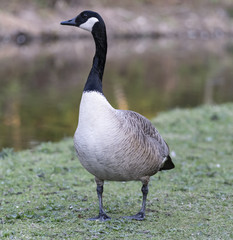 Naklejka na ściany i meble A fat and pregnant Canada goose in England during spring