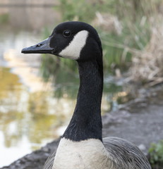 A Canada goose on a canal in England