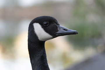 Close up headshot of a Canada goose