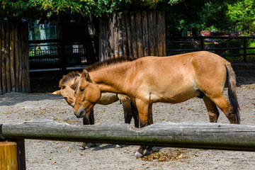 Naklejka premium Przewalski wild horses (Equus przewalskii or Equus ferus przewalskii) or mongolian wild horses in a paddock. Endangered species