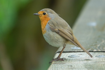 Rotkehlchen