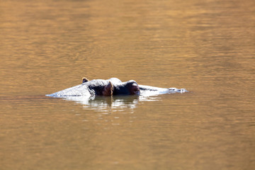 hippo