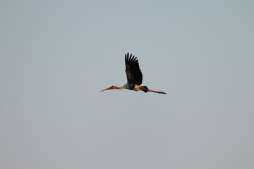side view of male painted stork flying in the sky, close up of bird flight, background