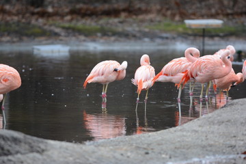 pink flamingos in the water