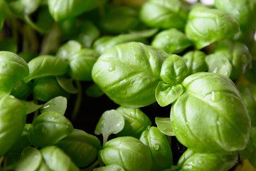 Sprouted basil seeds microgreens. Close up. Growing sprouts. Italian spices.
