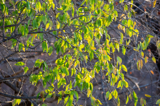 green leaves 