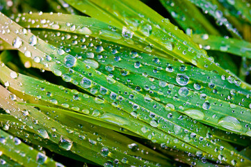 Morning dew on green grass lit by bright sunlight.