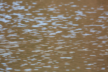 ripples in the water