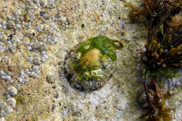 Patella vulgata