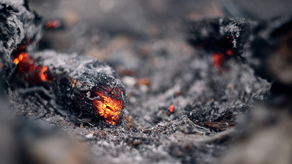 Burning hot red coals looks like a dragon among black ash. Texture of bonfire abstract background.