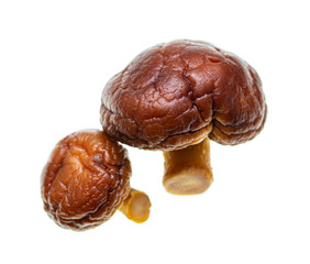 Shiitaki mushrooms on a white background