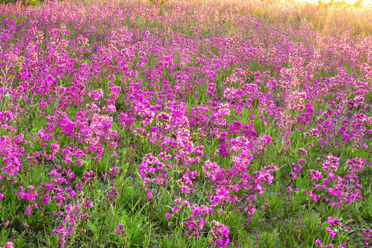 amazing spring landscape with  flowering purple flowers on meadow