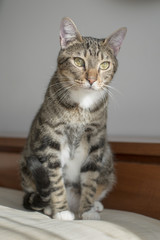 Ritratto di un Gatto Europeo